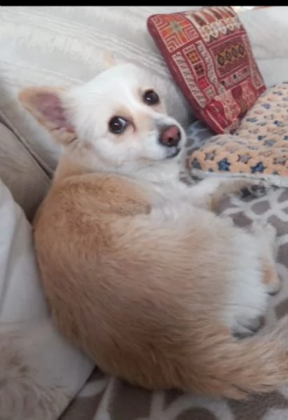 Vendita cuccioli | Foto 3