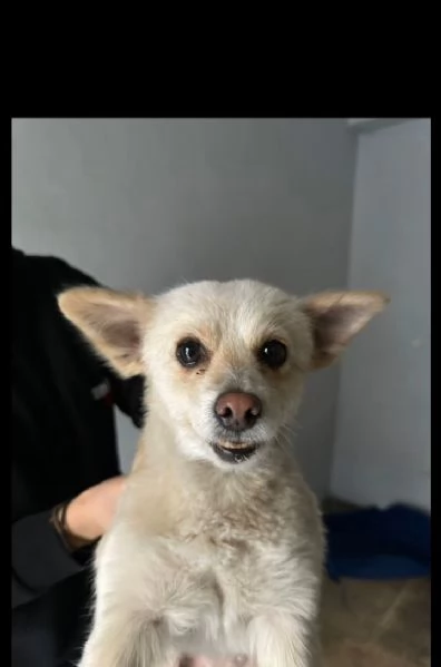 Vendita cuccioli | Foto 1