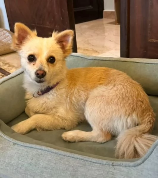 Vendita cuccioli | Foto 0