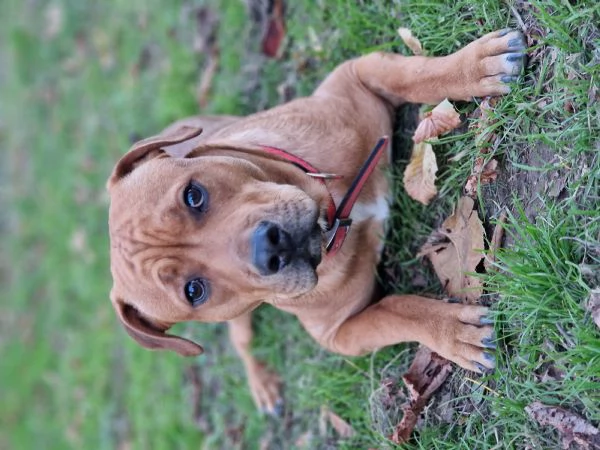 Regalo cucciolone  | Foto 5