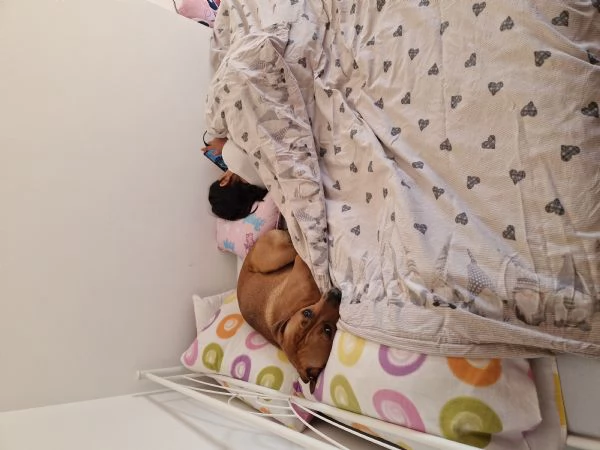 Regalo cucciolone  | Foto 4