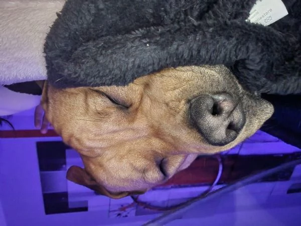 Regalo cucciolone  | Foto 3