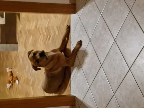 Regalo cucciolone  | Foto 2