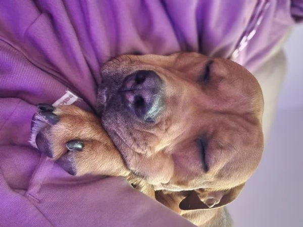 Regalo cucciolone  | Foto 1