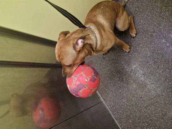 Regalo cucciolone  | Foto 0