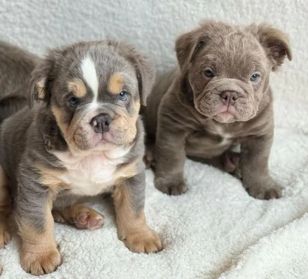 Vecchio Bulldog inglese | Foto 0
