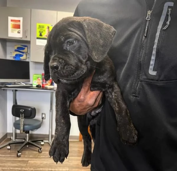 Cane Corso  | Foto 5