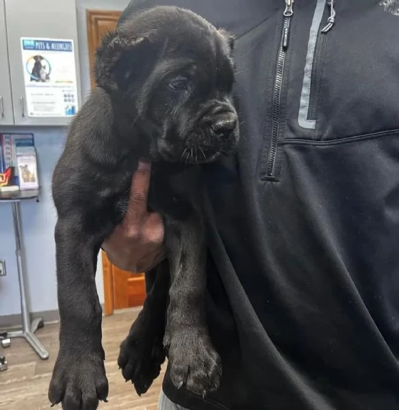 Cane Corso  | Foto 3