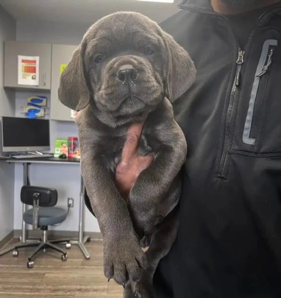 Cane Corso  | Foto 1