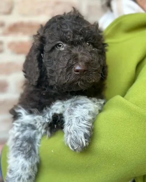Lagotto Romagnolo | Foto 2