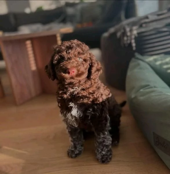Lagotto Romagnolo