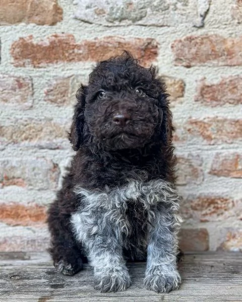 Lagotto Romagnolo | Foto 1