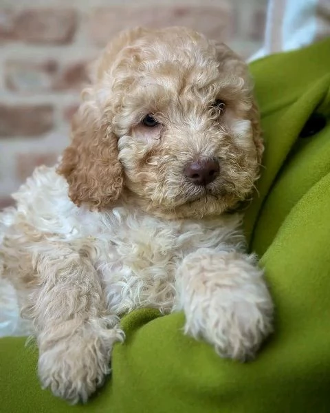 Lagotto Romagnolo | Foto 0