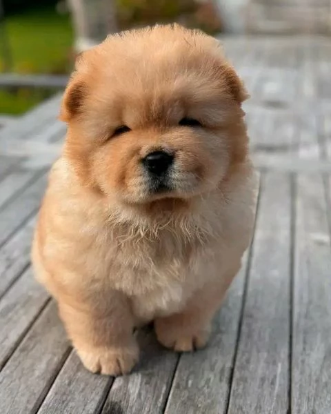 Chow chow  | Foto 0