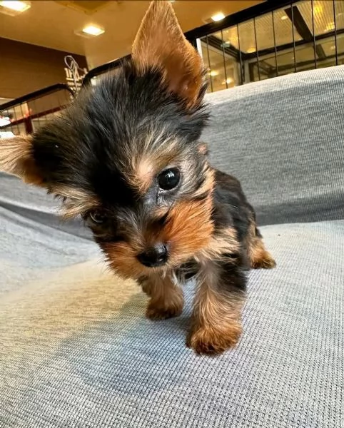 Yorkie 