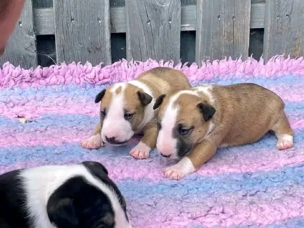 Bull terrier  | Foto 2