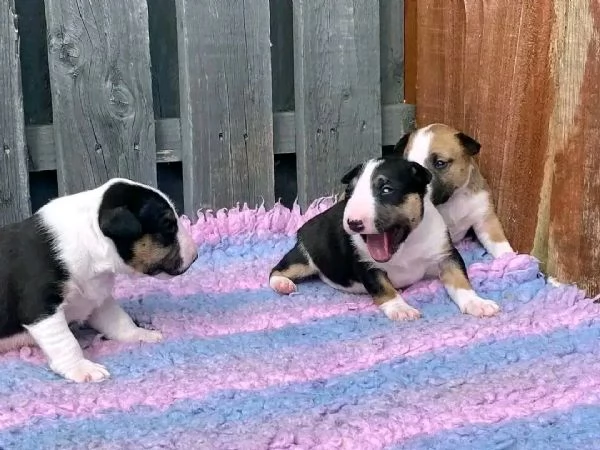 Bull terrier  | Foto 1
