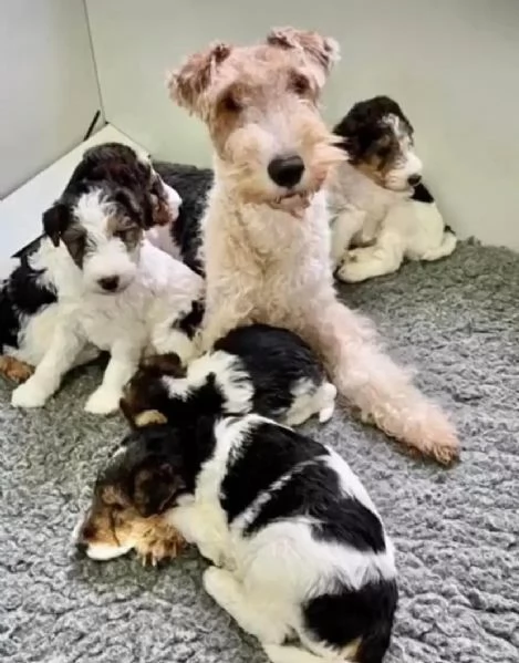 Fox Terrier  | Foto 4