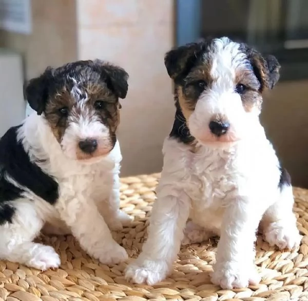 Fox Terrier  | Foto 3