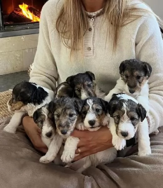 Fox Terrier  | Foto 2