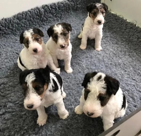 Fox Terrier  | Foto 1