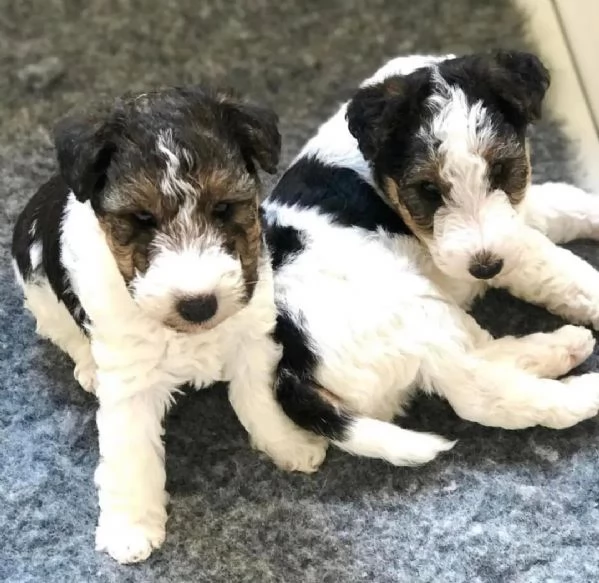 Fox Terrier  | Foto 0