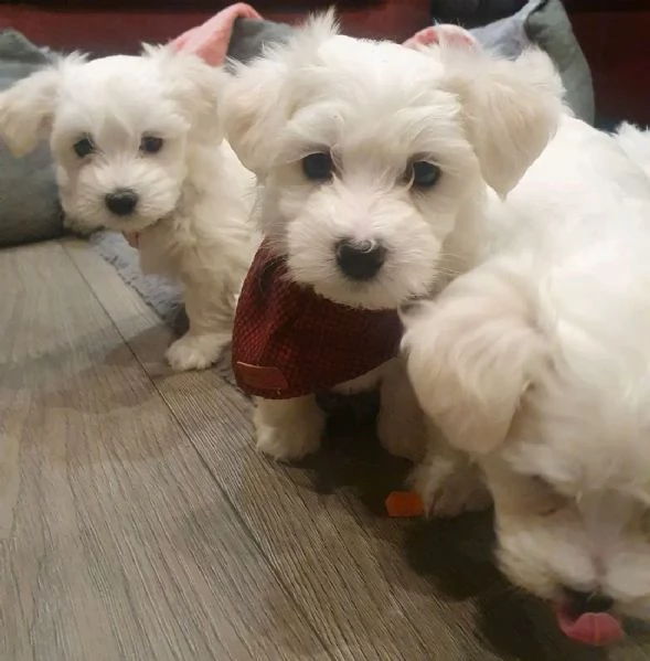 Maltese  | Foto 1