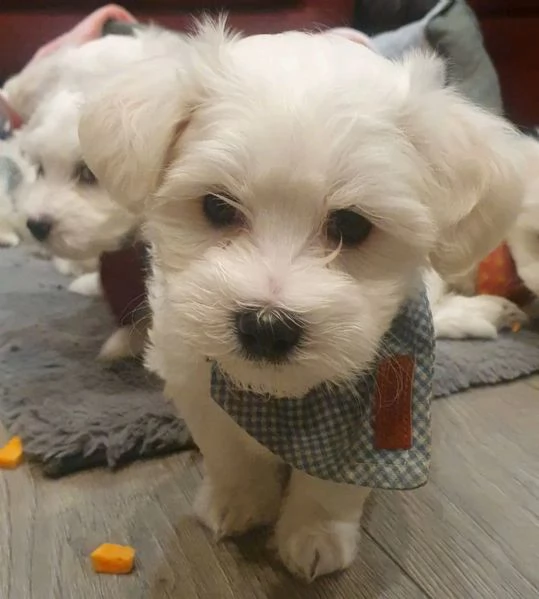 Maltese  | Foto 0