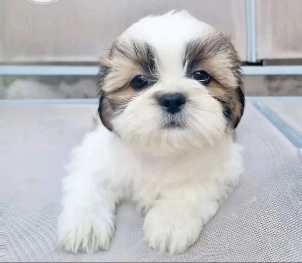Shih Tzu  | Foto 2