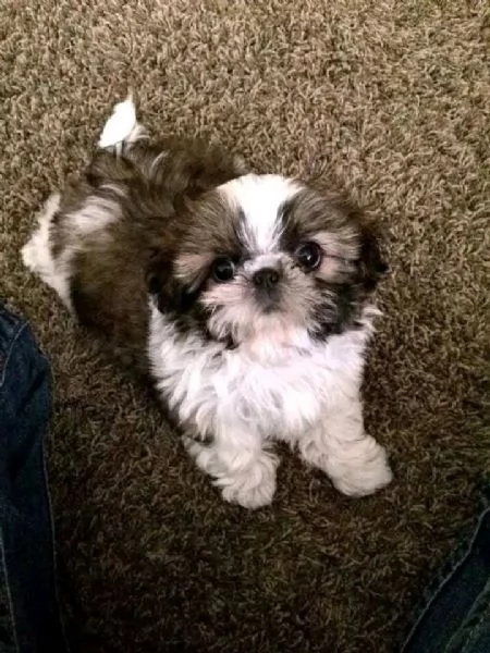 Shih Tzu 