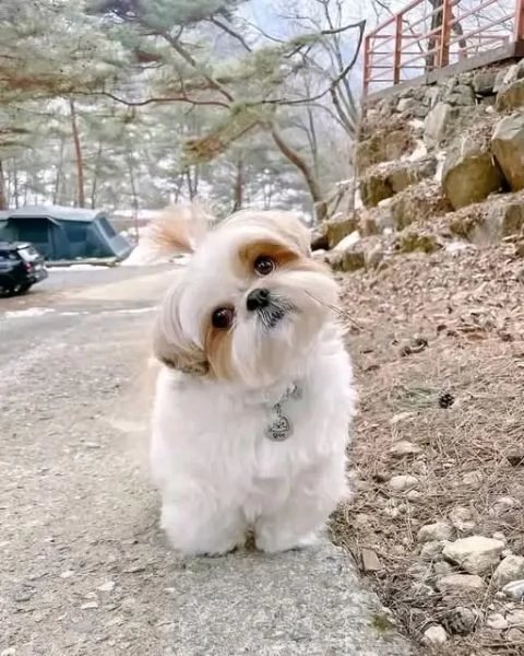 Shih Tzu  | Foto 1