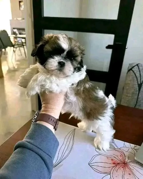 Shih Tzu  | Foto 0