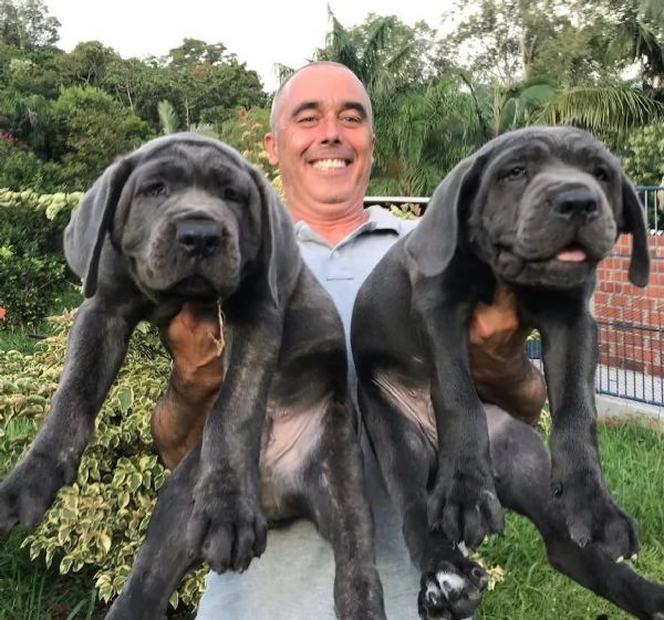 Cane Corso 