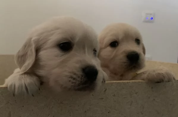 Cuccioli di golden retriever  | Foto 4