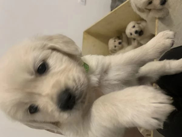 Cuccioli di golden retriever  | Foto 2