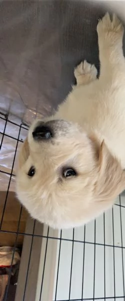 Cuccioli di golden retriever  | Foto 1