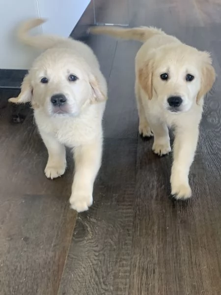 Cuccioli di golden retriever  | Foto 0