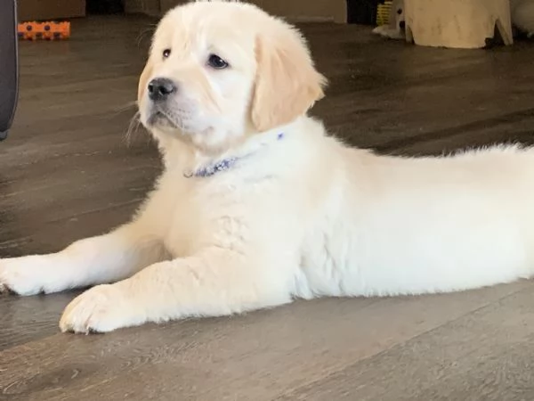 Cuccioli di golden retriever 