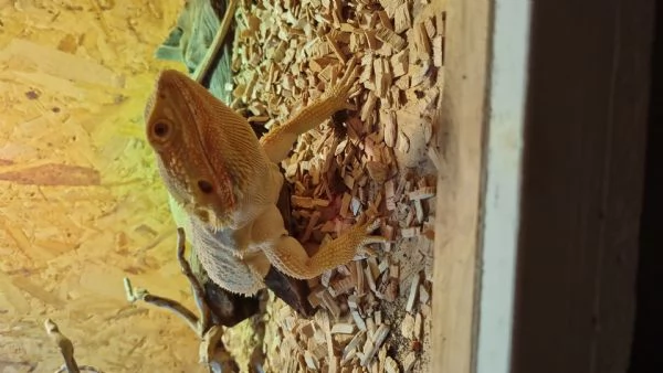 Pogona | Foto 6