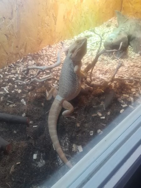 Pogona | Foto 3