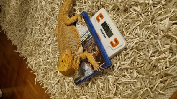 Pogona | Foto 2
