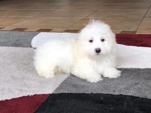 cuccioli di coton de tulear.