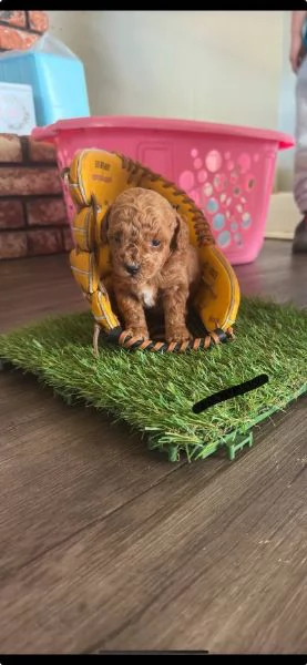 Toypoodle  looking for their forever home.