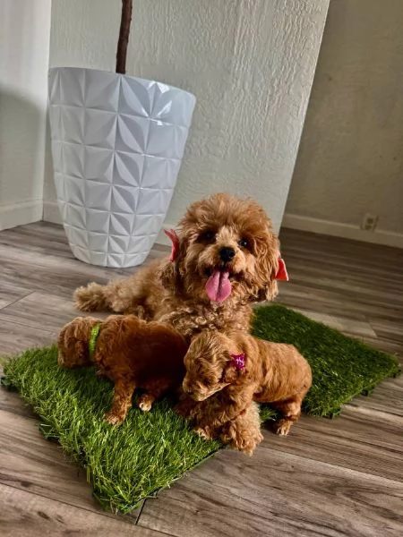 Toypoodle  looking for their forever home. | Foto 0