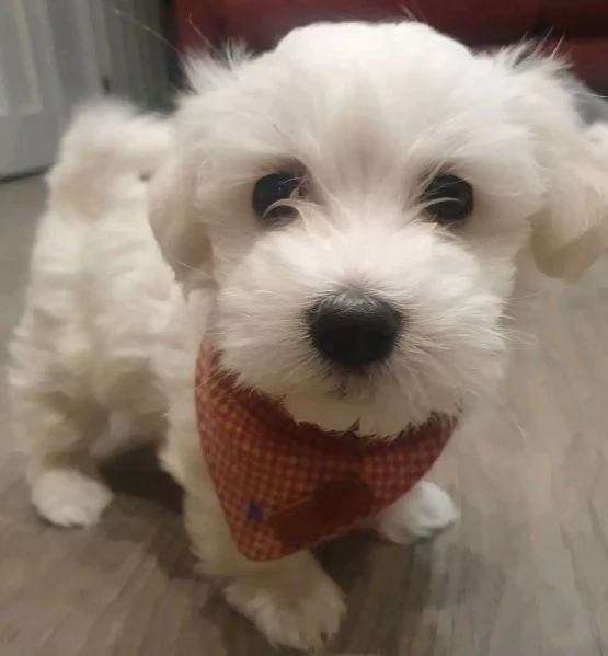 Maltese 