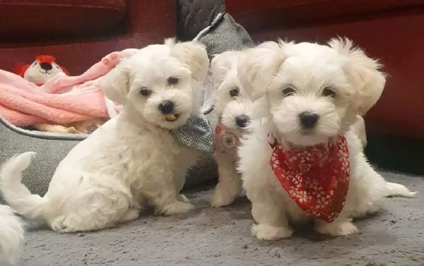 Maltese  | Foto 0