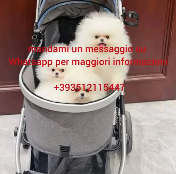 Cuccioli di Pomerania in cerca di adozione