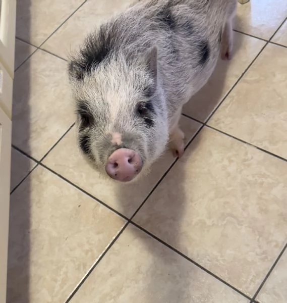 Maialina nana viethamite 