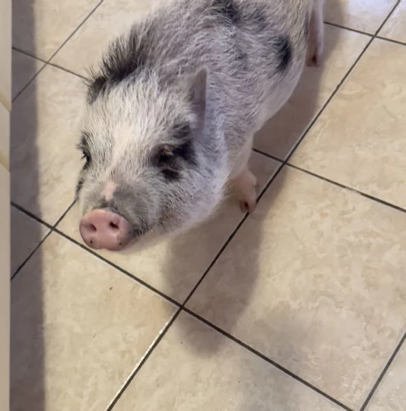 Maialina nana viethamite  | Foto 3