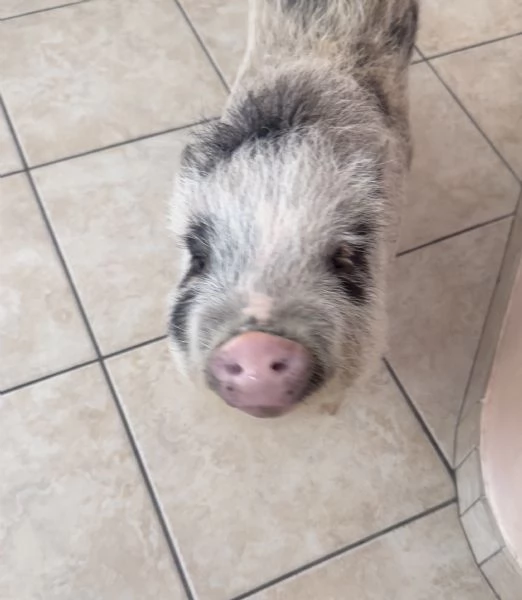 Maialina nana viethamite  | Foto 2